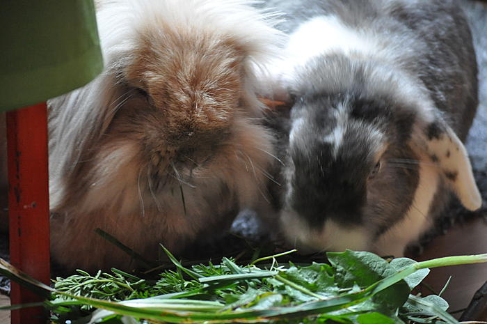 Klicke auf die Grafik fr eine grere Ansicht

Name:	DSC_0355.jpg
Hits:	4
Gre:	56,6 KB
ID:	100085