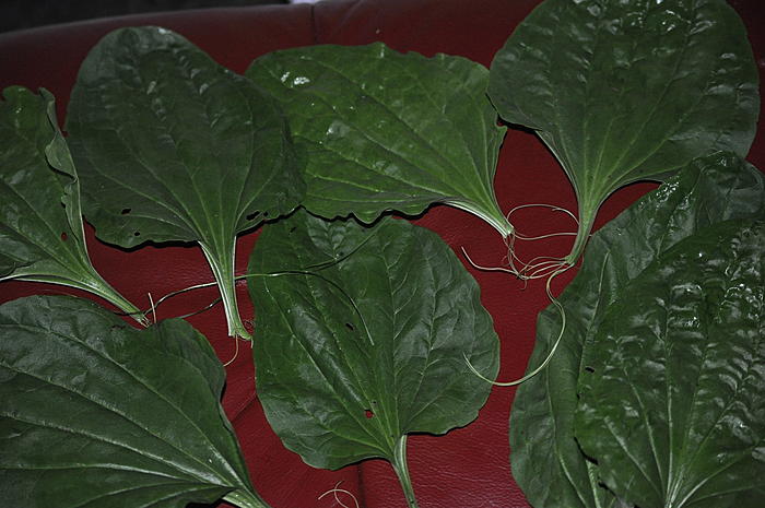 Klicke auf die Grafik fr eine grere Ansicht

Name:	DSC_0385.jpg
Hits:	1
Gre:	56,8 KB
ID:	100089