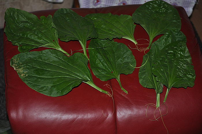 Klicke auf die Grafik fr eine grere Ansicht

Name:	DSC_0386.jpg
Hits:	0
Gre:	55,4 KB
ID:	100092