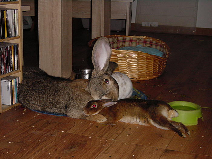 Klicke auf die Grafik fr eine grere Ansicht

Name:	DSC00005.jpg
Hits:	0
Gre:	62,9 KB
ID:	100400