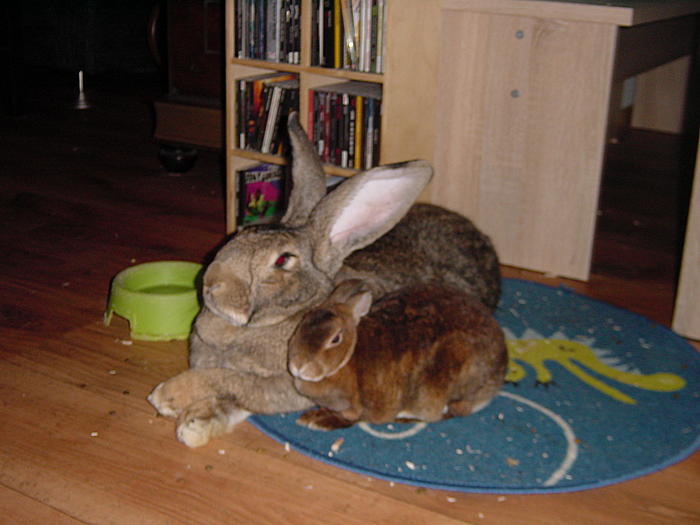 Klicke auf die Grafik fr eine grere Ansicht

Name:	DSC09985.jpg
Hits:	0
Gre:	47,4 KB
ID:	100401