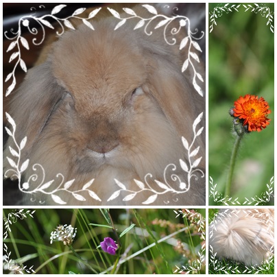 Klicke auf die Grafik fr eine grere Ansicht

Name:	Lottis Haare.jpg
Hits:	80
Gre:	72,8 KB
ID:	100546