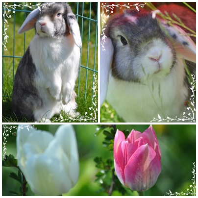 Klicke auf die Grafik fr eine grere Ansicht

Name:	Rudi.jpg
Hits:	80
Gre:	65,5 KB
ID:	100548