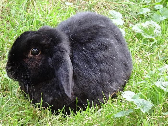 Klicke auf die Grafik fr eine grere Ansicht

Name:	13.9.2014 Tiere 016.jpg
Hits:	0
Gre:	108,4 KB
ID:	106499