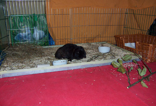 Klicke auf die Grafik fr eine grere Ansicht

Name:	penny1.jpg
Hits:	108
Gre:	49,0 KB
ID:	10714