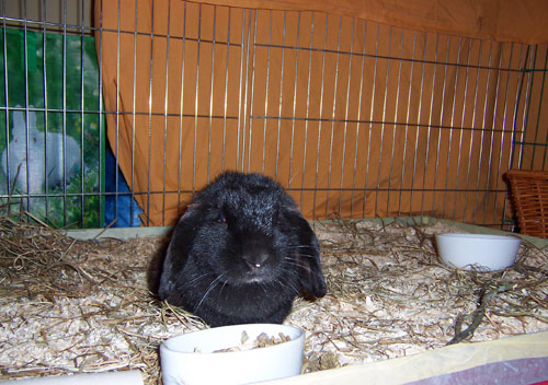 Klicke auf die Grafik fr eine grere Ansicht

Name:	penny2.jpg
Hits:	108
Gre:	63,8 KB
ID:	10715