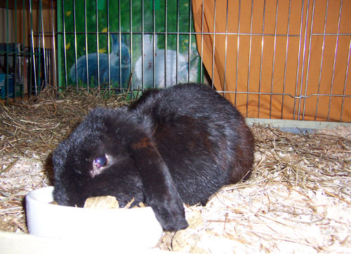 Klicke auf die Grafik fr eine grere Ansicht

Name:	penny3.jpg
Hits:	108
Gre:	64,1 KB
ID:	10716