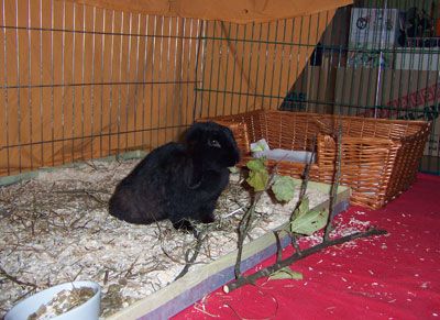 Klicke auf die Grafik fr eine grere Ansicht

Name:	penny6.jpg
Hits:	119
Gre:	43,4 KB
ID:	10719