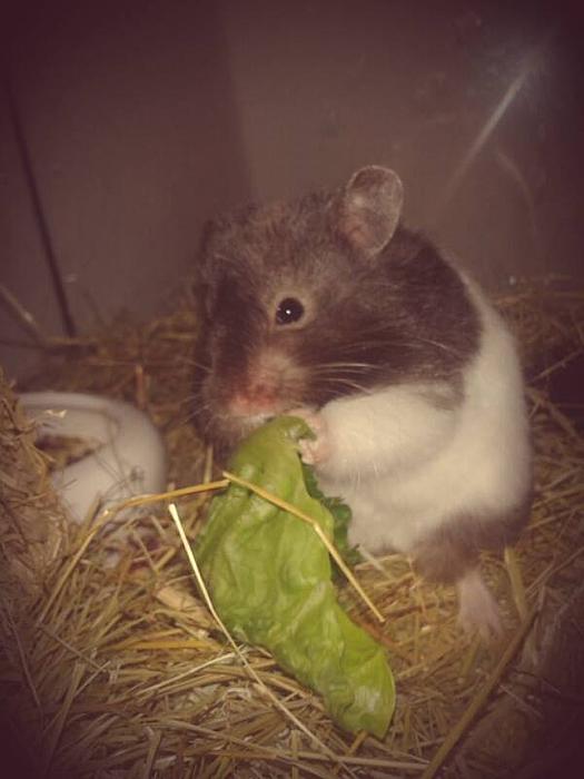 Klicke auf die Grafik fr eine grere Ansicht

Name:	hamster.jpg
Hits:	0
Gre:	24,9 KB
ID:	108324