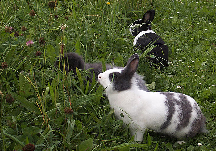 Klicke auf die Grafik fr eine grere Ansicht

Name:	Drei im Gras.jpg
Hits:	6
Gre:	121,3 KB
ID:	112692