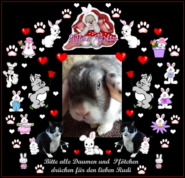 Klicke auf die Grafik fr eine grere Ansicht

Name:	Alles Liebe und Gute fr Rudi.jpg
Hits:	0
Gre:	70,2 KB
ID:	114002