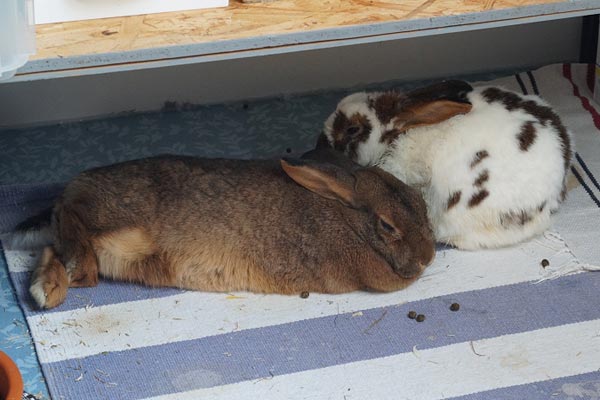 Klicke auf die Grafik fr eine grere Ansicht

Name:	20150608_Klex_Merida_03.jpg
Hits:	89
Gre:	41,3 KB
ID:	115338