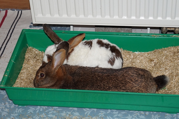 Klicke auf die Grafik fr eine grere Ansicht

Name:	20150212_Klex_Merida_01.jpg
Hits:	1
Gre:	42,7 KB
ID:	115559