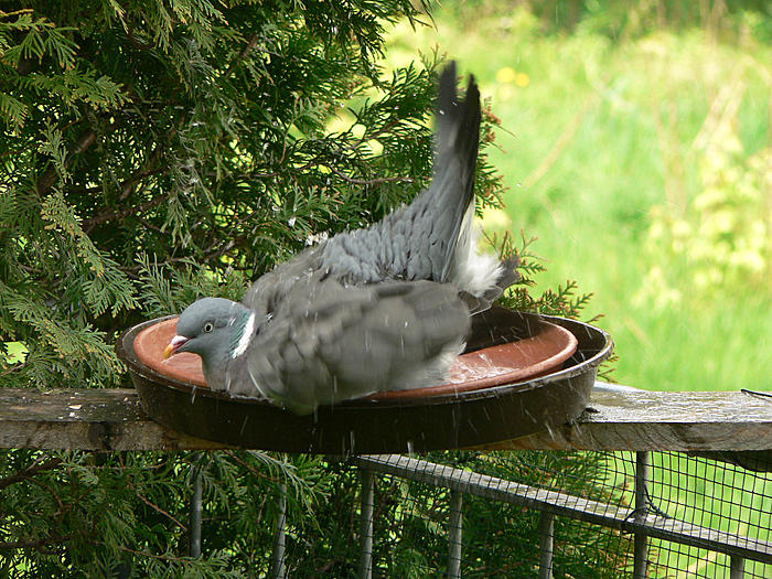 Klicke auf die Grafik fr eine grere Ansicht

Name:	P1540520_b2.jpg
Hits:	0
Gre:	130,6 KB
ID:	120293
