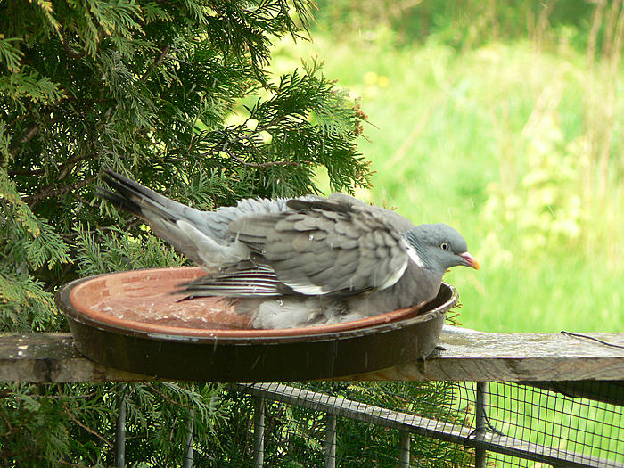 Klicke auf die Grafik fr eine grere Ansicht

Name:	P1540494_b2.jpg
Hits:	0
Gre:	131,2 KB
ID:	120295