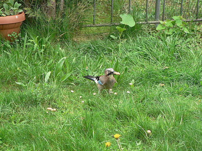 Klicke auf die Grafik fr eine grere Ansicht

Name:	P1540548_b2.jpg
Hits:	1
Gre:	146,8 KB
ID:	120301