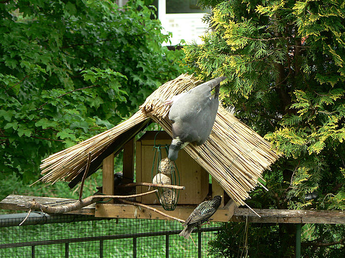 Klicke auf die Grafik fr eine grere Ansicht

Name:	P1540685_b2.jpg
Hits:	0
Gre:	148,3 KB
ID:	121087