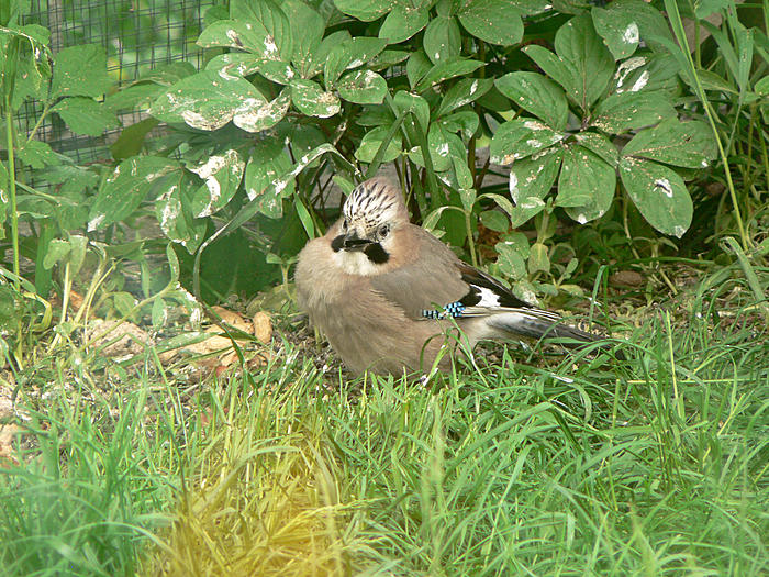 Klicke auf die Grafik fr eine grere Ansicht

Name:	P1540925_b2.jpg
Hits:	1
Gre:	138,8 KB
ID:	121296