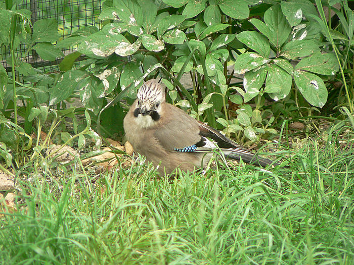 Klicke auf die Grafik fr eine grere Ansicht

Name:	P1540911_b2.jpg
Hits:	0
Gre:	146,4 KB
ID:	121297