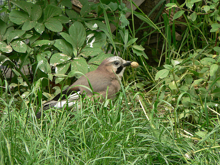 Klicke auf die Grafik fr eine grere Ansicht

Name:	P1540814_b2.jpg
Hits:	0
Gre:	148,6 KB
ID:	121300