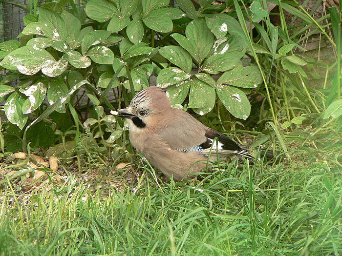 Klicke auf die Grafik fr eine grere Ansicht

Name:	P1540970_b2.jpg
Hits:	0
Gre:	141,5 KB
ID:	121304