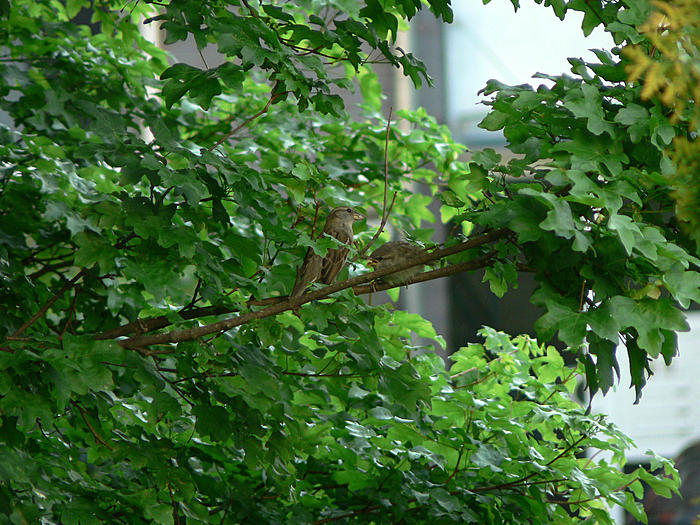 Klicke auf die Grafik fr eine grere Ansicht

Name:	P1550027_b2.jpg
Hits:	1
Gre:	122,3 KB
ID:	121449