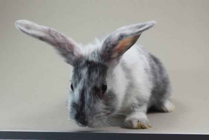 Klicke auf die Grafik f�r eine gr��ere Ansicht

Name:	Stracciatella.jpg
Hits:	65
Gr��e:	53,1 KB
ID:	122033