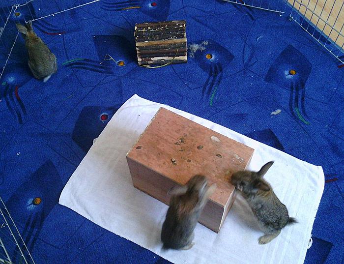 Klicke auf die Grafik f�r eine gr��ere Ansicht

Name:	wildkaninchen4.jpg
Hits:	0
Gr��e:	73,3 KB
ID:	122088