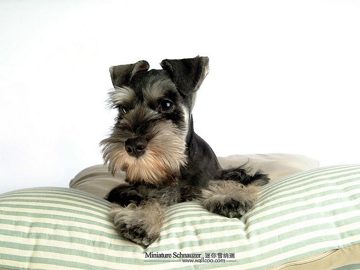 Klicke auf die Grafik fr eine grere Ansicht

Name:	Miniature-Schnauzer-puppy-photo-83461_wallcoo.com.jpg
Hits:	59
Gre:	51,4 KB
ID:	123984