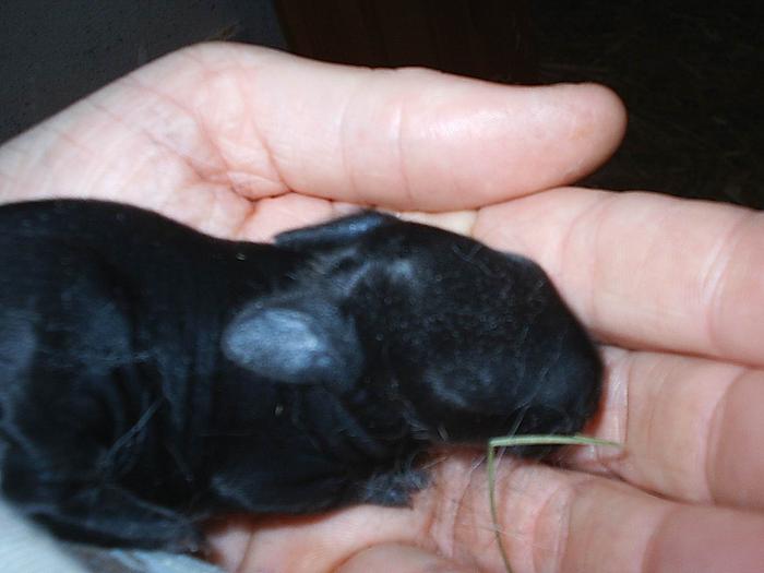 Klicke auf die Grafik fr eine grere Ansicht

Name:	Blacky 4. Tag.jpg
Hits:	1
Gre:	32,7 KB
ID:	124989