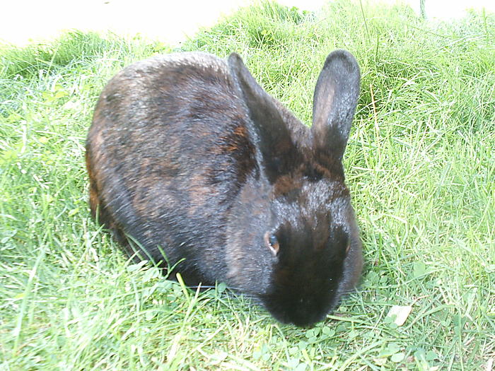 Klicke auf die Grafik fr eine grere Ansicht

Name:	Blacky Sommer 2009.jpg
Hits:	1
Gre:	116,0 KB
ID:	124991