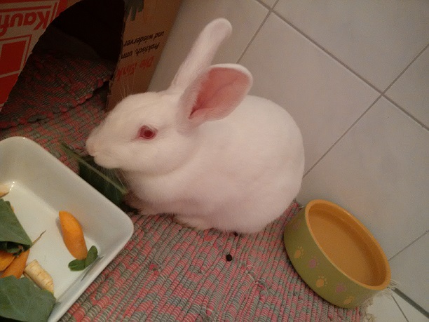Klicke auf die Grafik fr eine grere Ansicht

Name:	Shelly - Jetzt lass mich doch mal in Ruhe fressen.jpg
Hits:	47
Gre:	139,1 KB
ID:	125102