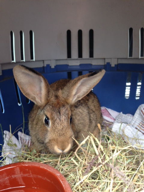 Klicke auf die Grafik f�r eine gr��ere Ansicht

Name:	Hasi.jpg
Hits:	1
Gr��e:	40,7 KB
ID:	125934