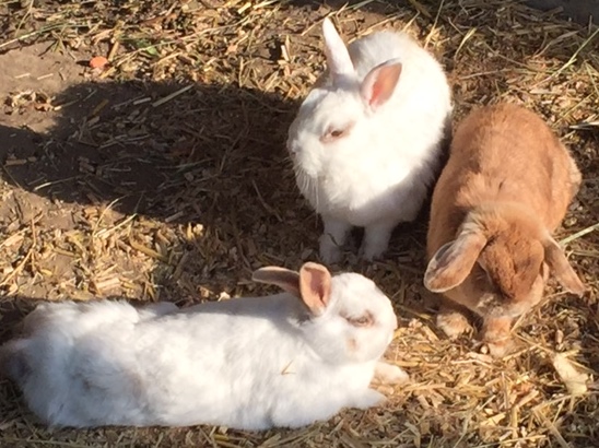 Klicke auf die Grafik für eine größere Ansicht
Name:	IMG_3519.jpg
Hits:	219
Größe:	131,5 KB
ID:	126069