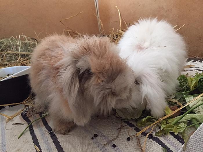 Klicke auf die Grafik f�r eine gr��ere Ansicht

Name:	Suri und Sirius.jpg
Hits:	4
Gr��e:	59,3 KB
ID:	127636