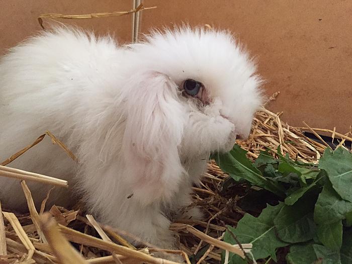 Klicke auf die Grafik f�r eine gr��ere Ansicht

Name:	Sirius.jpg
Hits:	241
Gr��e:	54,3 KB
ID:	127637