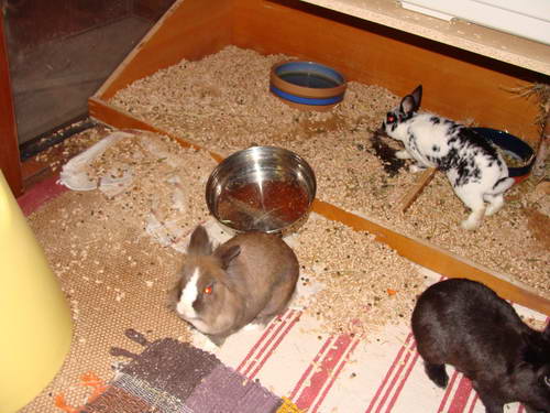 Klicke auf die Grafik fr eine grere Ansicht

Name:	schweine2.JPG
Hits:	33
Gre:	36,9 KB
ID:	12860