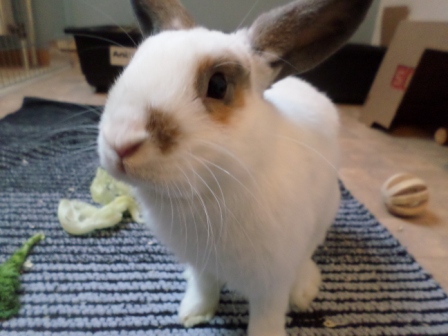 Klicke auf die Grafik fr eine grere Ansicht

Name:	gucken.JPG
Hits:	73
Gre:	93,8 KB
ID:	132591
