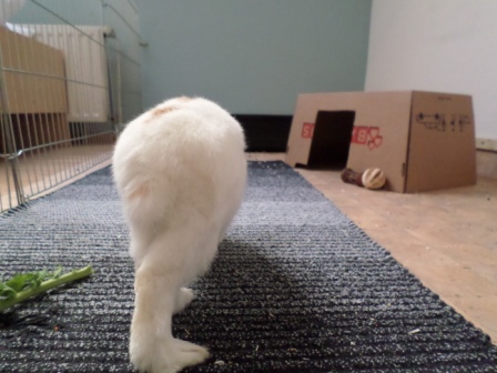 Klicke auf die Grafik fr eine grere Ansicht

Name:	Felix andere Perspektive.JPG
Hits:	148
Gre:	87,6 KB
ID:	132605