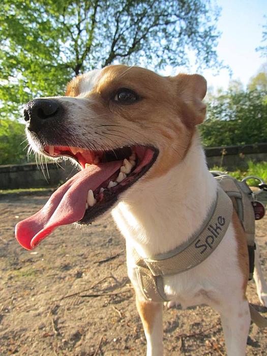 Klicke auf die Grafik f�r eine gr��ere Ansicht

Name:	Hund.jpg
Hits:	1
Gr��e:	49,0 KB
ID:	134867