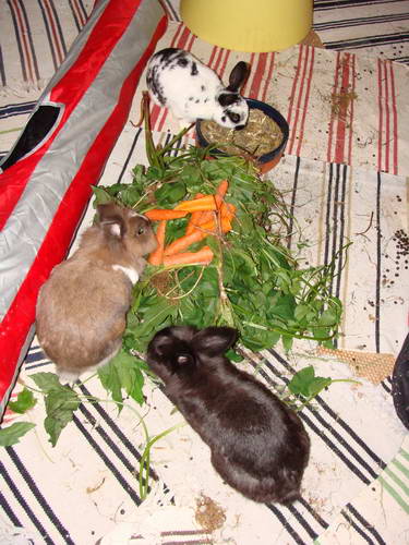 Klicke auf die Grafik fr eine grere Ansicht

Name:	DSC06436.JPG
Hits:	87
Gre:	46,0 KB
ID:	13528
