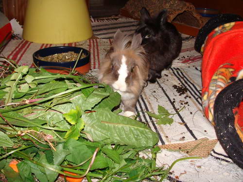 Klicke auf die Grafik fr eine grere Ansicht

Name:	DSC06449.JPG
Hits:	90
Gre:	42,3 KB
ID:	13532