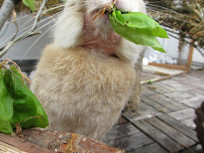 Klicke auf die Grafik fr eine grere Ansicht

Name:	Hoppel_Fell.jpg
Hits:	1
Gre:	72,5 KB
ID:	135679