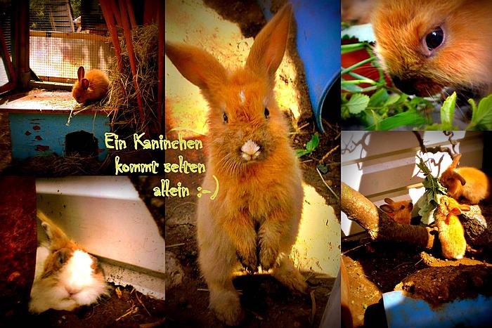 Klicke auf die Grafik f�r eine gr��ere Ansicht

Name:	hasis.jpg
Hits:	1
Gr��e:	78,2 KB
ID:	136313