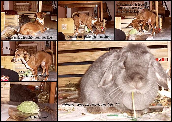 Klicke auf die Grafik f�r eine gr��ere Ansicht

Name:	Collage_vetbeds2.jpg
Hits:	2
Gr��e:	82,7 KB
ID:	136489