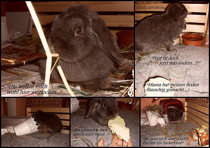 Klicke auf die Grafik f�r eine gr��ere Ansicht

Name:	Collage_vetbeds3.jpg
Hits:	3
Gr��e:	89,6 KB
ID:	136490