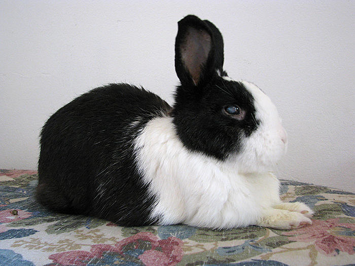 Klicke auf die Grafik fr eine grere Ansicht

Name:	Mummel.jpg
Hits:	0
Gre:	65,0 KB
ID:	136871