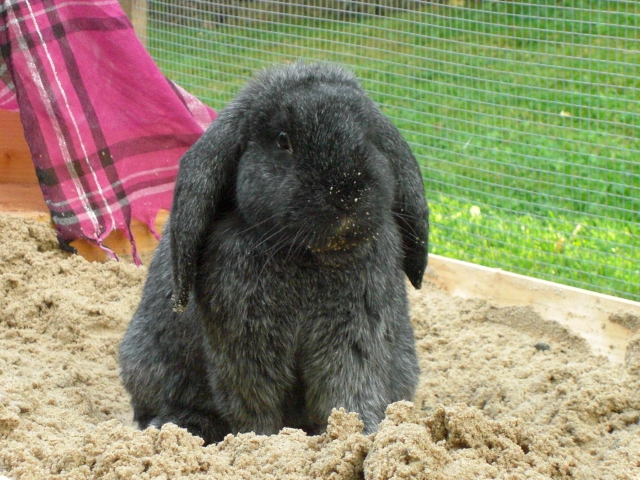 Klicke auf die Grafik fr eine grere Ansicht

Name:	Tierchen und Flohmarkt 018.jpg
Hits:	0
Gre:	68,3 KB
ID:	138999