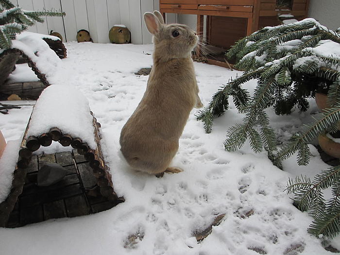 Klicke auf die Grafik fr eine grere Ansicht

Name:	Kaninchen_Winter.jpg
Hits:	1
Gre:	72,1 KB
ID:	139357