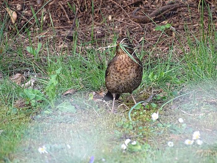Klicke auf die Grafik fr eine grere Ansicht

Name:	Amsel3.jpg
Hits:	1
Gre:	111,3 KB
ID:	139551